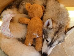 -Husky Go! 哈士奇体验馆·宠物咖啡厅狗咖