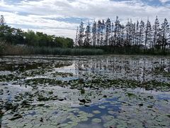 -上海长兴岛郊野公园