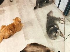 -猫儿山۰猫主题餐厅