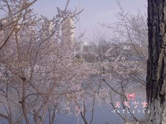 -桃花堤公园