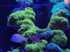 -海合安武汉极地海洋公园