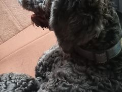 -宠福鑫康馨动物医院·骨科·眼科