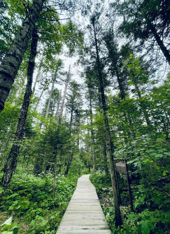 谷底森林-"长白山谷底森林位于长白山北坡景区内,先从.