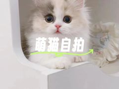 -Bastet sally猫舍购宠(静安店)