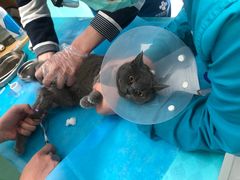 -欧奕国际动物医院