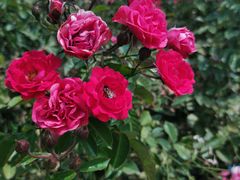 -亚龙湾国际玫瑰谷