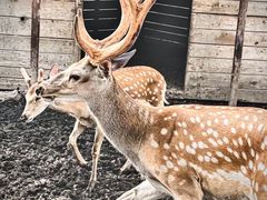 -安德鲁户外烧烤帐篷营地(马泉营店)