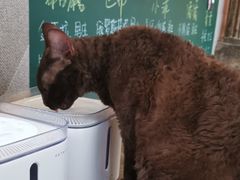 -喵屿·大理花园猫咖