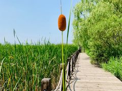 -野鸭湖国家湿地公园