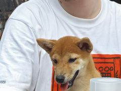 -柴犬高等学院·狗咖·柴犬售卖·宠物训练