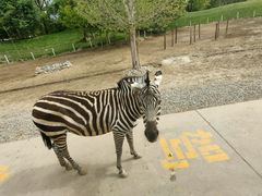 -北京野生动物园