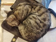 -猫儿山۰猫主题餐厅