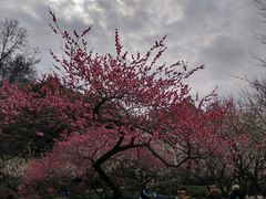 -杭州植物园