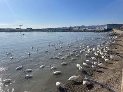 -烟墩角天鹅湖