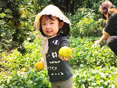 -樂桃源奉贤黄桃种植采摘基地