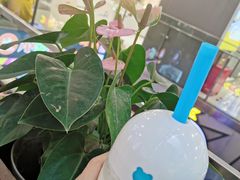 -兰熊鲜奶(西直门凯德mall店)