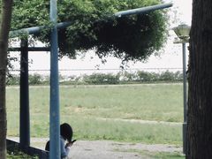-贡湖湾湿地公园