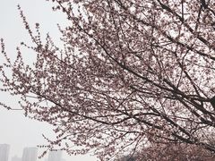 -桃花堤公园