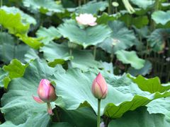 -陈家山荷花公园