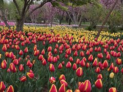 -石家庄市植物园