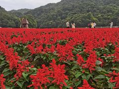 -广州市石门国家森林公园