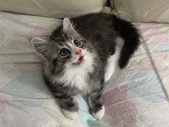 -御宝贝·A梦猫科宠物医院(国际猫友好医院)