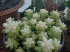 -花鸟鱼虫鲜花绿植市场(玉泉路店)