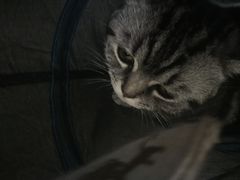 -团子家猫咪猫咖馆·柯基·柯尔鸭