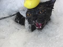 -PETKIT小佩宠物(古北店)