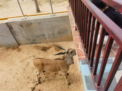 -西霞口神雕山野生动物世界