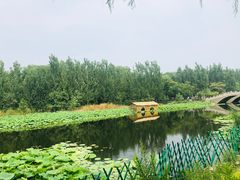 -白洋淀景区