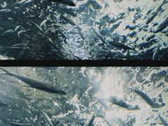 -上海海洋水族馆
