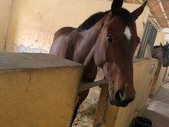 -松声马术俱乐部