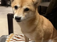 -拾溪餐厅(杭州千禧度假酒店)