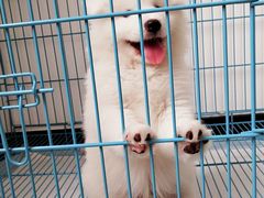 -翊宠yipet猫狗购宠庄园犬舍•猫舍