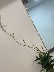 -苗方清颜·祛痘皮肤管理