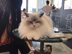-瞄一喵猫咖(格力海岸店)
