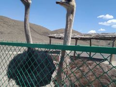 -新疆天山野生动物园