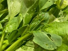 -新一哥粤菜火锅(瑞金店)