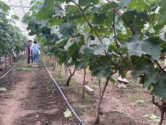 -马陆小张葡萄园农家乐