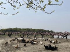 -樂桃源奉贤黄桃种植采摘基地