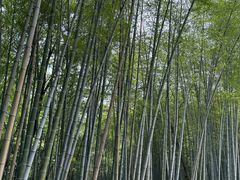 -青龙山国家森林公园