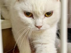 -猫宠乐园·专业洗护