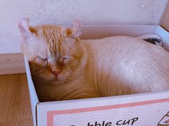 -猫腻·猫咖·撸猫馆(星光大道店)