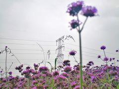 -紫颐香薰山谷景区