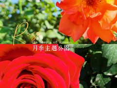 -大兴世界月季主题园