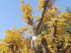 -西安市广仁寺