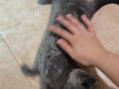 -宠福鑫康馨动物医院·骨科·眼科