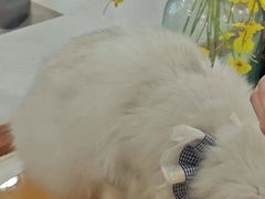 -共舞时光猫咖·狗咖(新街口店)