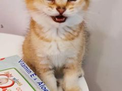 -三花喵·撸猫购宠·宠物生活馆(虹桥南丰城店)
